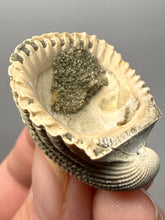Load image into Gallery viewer, Bivalve (Pelecypoda) Fossil Sea Shell with Chalcopyrite | Mineralized Fossil Specimen | Indonesia
