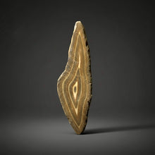 Load image into Gallery viewer, Stromatolite Fossil Slice | Ancient Microbial Reef Structure | Morocco
