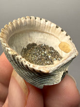 Load image into Gallery viewer, Bivalve (Pelecypoda) Fossil Sea Shell with Chalcopyrite | Mineralized Fossil Specimen | Indonesia
