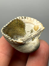 Load image into Gallery viewer, Bivalve (Pelecypoda) Fossil Sea Shell with Chalcopyrite | Mineralized Fossil Specimen | Indonesia
