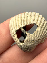 Load image into Gallery viewer, Bivalve (Pelecypoda) Fossil Sea Shell with Chalcopyrite | Mineralized Fossil Specimen | Indonesia
