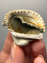 Load image into Gallery viewer, Bivalve (Pelecypoda) Fossil Sea Shell with Chalcopyrite | Mineralized Fossil Specimen | Indonesia
