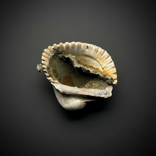 Load image into Gallery viewer, Bivalve (Pelecypoda) Fossil Sea Shell with Chalcopyrite | Mineralized Fossil Specimen | Indonesia
