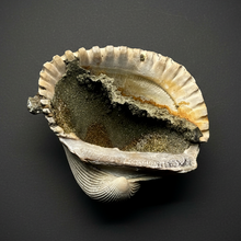 Load image into Gallery viewer, Bivalve (Pelecypoda) Fossil Sea Shell with Chalcopyrite | Mineralized Fossil Specimen | Indonesia
