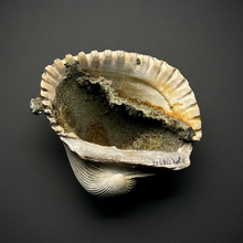Load image into Gallery viewer, Bivalve (Pelecypoda) Fossil Sea Shell with Chalcopyrite | Mineralized Fossil Specimen | Indonesia
