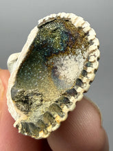 Load image into Gallery viewer, Bivalve (Pelecypoda) Fossil Sea Shell with Chalcopyrite | Mineralized Fossil Specimen | Indonesia
