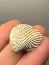 Load image into Gallery viewer, Bivalve (Pelecypoda) Fossil Sea Shell with Chalcopyrite | Mineralized Fossil Specimen | Indonesia
