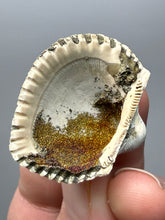 Load image into Gallery viewer, Bivalve (Pelecypoda) Fossil Sea Shell with Chalcopyrite | Mineralized Fossil Specimen | Indonesia
