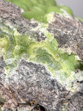 Load image into Gallery viewer, High-Grade Green Wavellite Collectors Specimen - Radiating Botryoidal Crystal Formation - Arkansas, USA
