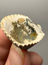Load image into Gallery viewer, Bivalve (Pelecypoda) Fossil Sea Shell with Chalcopyrite | Mineralized Fossil Specimen | Indonesia
