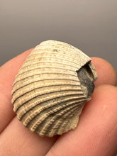 Load image into Gallery viewer, Bivalve (Pelecypoda) Fossil Sea Shell with Chalcopyrite | Mineralized Fossil Specimen | Indonesia
