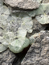 Load image into Gallery viewer, High-Grade Green Wavellite Collectors Specimen - Radiating Botryoidal Crystal Formation - Arkansas, USA
