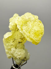Load image into Gallery viewer, Vibrant Yellow Brucite Thumbnail Mineral Specimen | Collector Crystal from Killa Saifullah District in Balochistan Province, Pakistan
