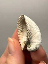 Load image into Gallery viewer, Bivalve (Pelecypoda) Fossil Sea Shell with Chalcopyrite | Mineralized Fossil Specimen | Indonesia
