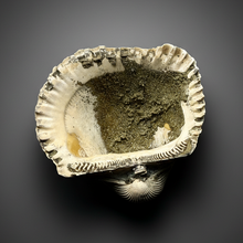 Load image into Gallery viewer, Bivalve (Pelecypoda) Fossil Sea Shell with Chalcopyrite | Mineralized Fossil Specimen | Indonesia
