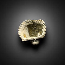 Load image into Gallery viewer, Bivalve (Pelecypoda) Fossil Sea Shell with Chalcopyrite | Mineralized Fossil Specimen | Indonesia
