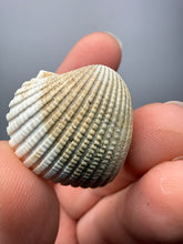 Load image into Gallery viewer, Bivalve (Pelecypoda) Fossil Sea Shell with Chalcopyrite | Mineralized Fossil Specimen | Indonesia
