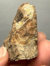 Load image into Gallery viewer, Premium Sumatra Agate (Banded Chalcedony) Display Specimen | Indonesia
