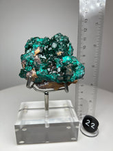 Load image into Gallery viewer, Dioptase Cluster from Congo • High Grade • Mineral Collector’s Specimen Showpiece
