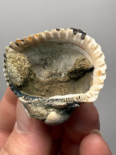 Load image into Gallery viewer, Bivalve (Pelecypoda) Fossil Sea Shell with Chalcopyrite | Mineralized Fossil Specimen | Indonesia
