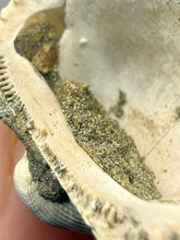 Load image into Gallery viewer, Bivalve (Pelecypoda) Fossil Sea Shell with Chalcopyrite | Mineralized Fossil Specimen | Indonesia
