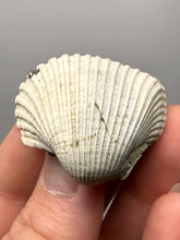 Load image into Gallery viewer, Bivalve (Pelecypoda) Fossil Sea Shell with Chalcopyrite | Mineralized Fossil Specimen | Indonesia
