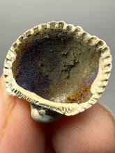 Load image into Gallery viewer, Bivalve (Pelecypoda) Fossil Sea Shell with Chalcopyrite | Mineralized Fossil Specimen | Indonesia
