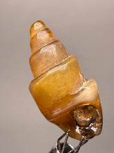 Load image into Gallery viewer, Agatized Gastropod Fossil Specimen | Morocco
