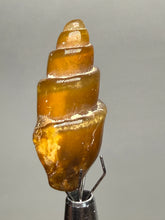 Load image into Gallery viewer, Agatized Gastropod Fossil Specimen | Morocco
