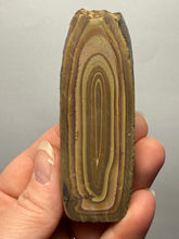 Load image into Gallery viewer, Stromatolite Fossil Slice | Ancient Microbial Reef Structure | Morocco
