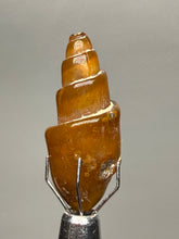 Load image into Gallery viewer, Agatized Gastropod Fossil Specimen | Morocco
