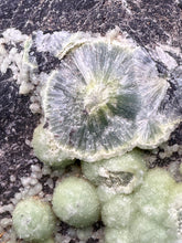 Load image into Gallery viewer, High-Grade Green Wavellite Collectors Specimen - Radiating Botryoidal Crystal Formation - Arkansas, USA
