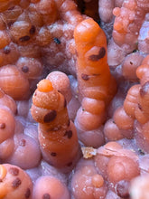 Load image into Gallery viewer, “Goblin Chalcedony” Pink &amp; Orange Druzy Botryoidal Stalactites — Tichka Massif, High Atlas, Morocco
