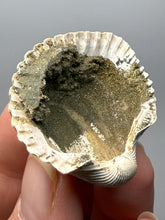 Load image into Gallery viewer, Bivalve (Pelecypoda) Fossil Sea Shell with Chalcopyrite | Mineralized Fossil Specimen | Indonesia
