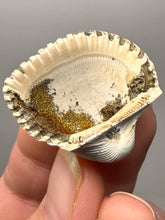 Load image into Gallery viewer, Bivalve (Pelecypoda) Fossil Sea Shell with Chalcopyrite | Mineralized Fossil Specimen | Indonesia

