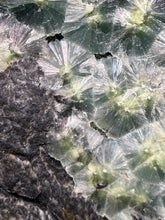 Load image into Gallery viewer, High-Grade Green Wavellite Collectors Specimen - Radiating Botryoidal Crystal Formation - Arkansas, USA
