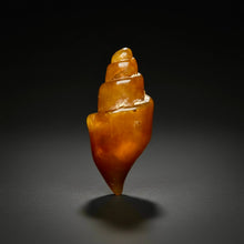 Load image into Gallery viewer, Agatized Gastropod Fossil Specimen | Morocco
