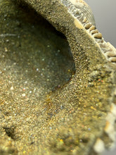 Load image into Gallery viewer, Bivalve (Pelecypoda) Fossil Sea Shell with Chalcopyrite | Mineralized Fossil Specimen | Indonesia

