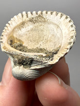 Load image into Gallery viewer, Bivalve (Pelecypoda) Fossil Sea Shell with Chalcopyrite | Mineralized Fossil Specimen | Indonesia
