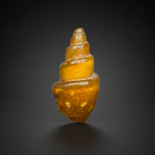 Load image into Gallery viewer, Agatized Gastropod Fossil Specimen | Morocco
