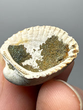 Load image into Gallery viewer, Bivalve (Pelecypoda) Fossil Sea Shell with Chalcopyrite | Mineralized Fossil Specimen | Indonesia
