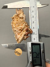 Load image into Gallery viewer, Natural Vanadinite on Matrix | Collector Mineral Specimen | Morocco
