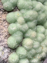 Load image into Gallery viewer, High-Grade Green Wavellite Collectors Specimen - Radiating Botryoidal Crystal Formation - Arkansas, USA
