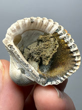 Load image into Gallery viewer, Bivalve (Pelecypoda) Fossil Sea Shell with Chalcopyrite | Mineralized Fossil Specimen | Indonesia

