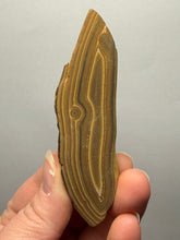 Load image into Gallery viewer, Stromatolite Fossil Slice | Ancient Microbial Reef Structure | Morocco
