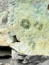 Load image into Gallery viewer, High-Grade Blue Green Wavellite Collectors Specimen - Radiating Botryoidal Crystal Formation - Arkansas, USA
