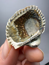 Load image into Gallery viewer, Bivalve (Pelecypoda) Fossil Sea Shell with Chalcopyrite | Mineralized Fossil Specimen | Indonesia
