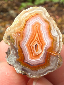 High-Grade Parallax Banded Laguna Agate – Bright Orange, Red, & White Banding from Mexico