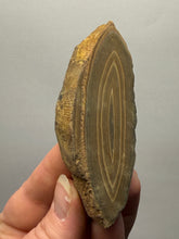 Load image into Gallery viewer, Stromatolite Fossil Slice | Ancient Microbial Reef Structure | Morocco
