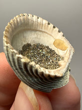 Load image into Gallery viewer, Bivalve (Pelecypoda) Fossil Sea Shell with Chalcopyrite | Mineralized Fossil Specimen | Indonesia

